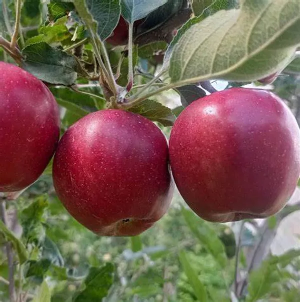 Hot_Climate_Apple_Plant_&_Tree_For_Home_Garden_(1.5-3.5_Ft_Height)_Well_Watered_Apple_Fruit_Plant_(Hybrid,_Pack_Of_1)