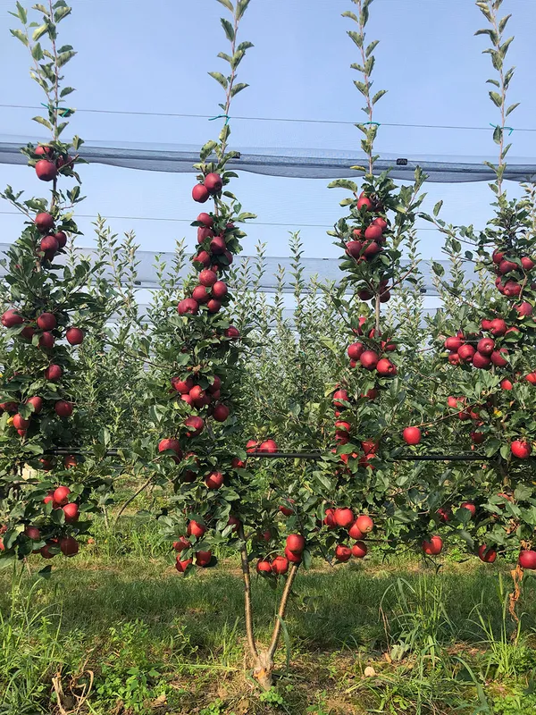 Hot_Climate_Apple_Plant_&_Tree_For_Home_Garden_(1.5-3.5_Ft_Height)_Well_Watered_Apple_Fruit_Plant_(Hybrid,_Pack_Of_1)
