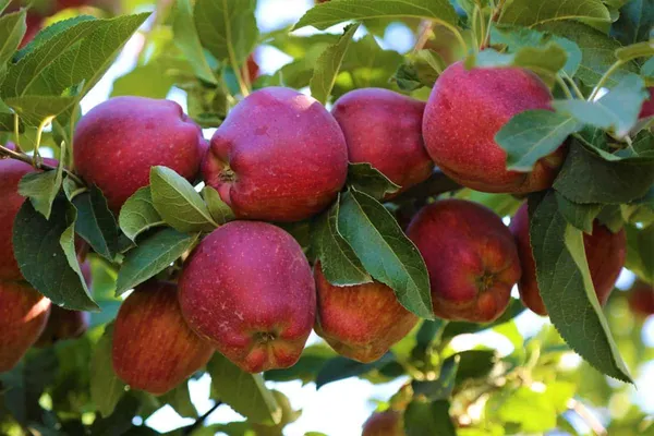 Hot_Climate_Apple_Plant_&_Tree_For_Home_Garden_(1.5-3.5_Ft_Height)_Well_Watered_Apple_Fruit_Plant_(Hybrid,_Pack_Of_1)