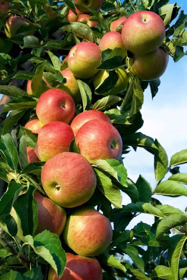 Hrmn99_Delicious_Apple_Fruit_Plant_From_Greenery_Nursery®_Well_Watered_Crispy_Apple_Plant_(Hybrid,_Pack_Of_1)