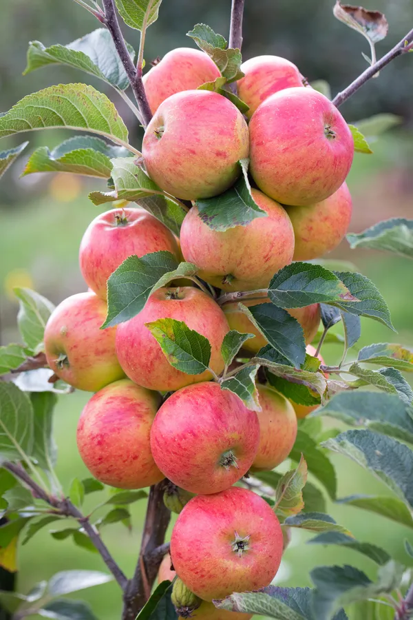 Hrmn99_Delicious_Apple_Fruit_Plant_From_Greenery_Nursery®_Well_Watered_Crispy_Apple_Plant_(Hybrid,_Pack_Of_1)