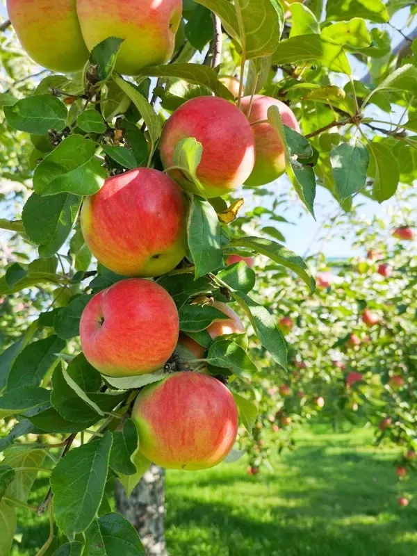Hrmn99_Delicious_Apple_Fruit_Plant_From_Greenery_Nursery®_Well_Watered_Crispy_Apple_Plant_(Hybrid,_Pack_Of_1)