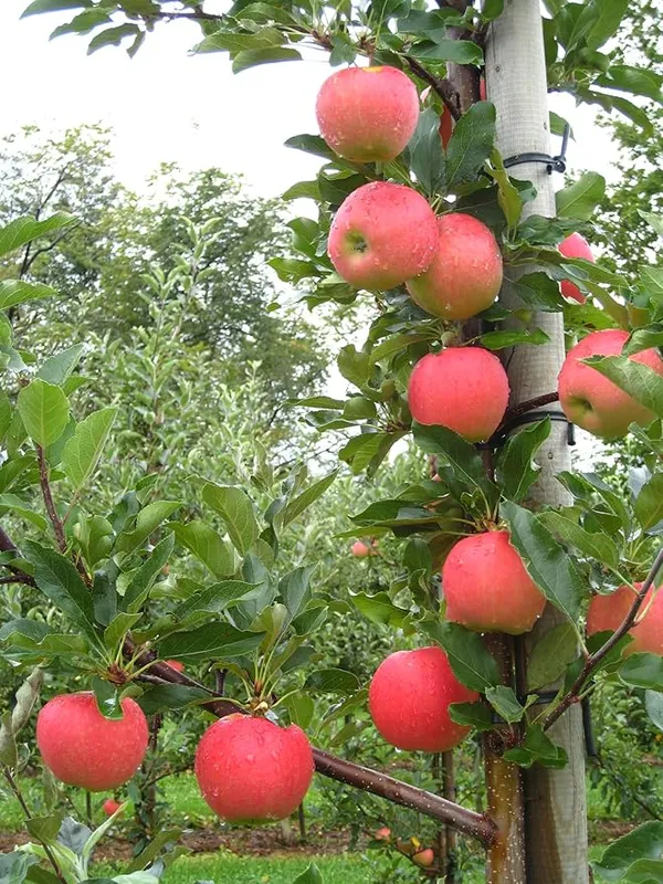 Hrmn99_Delicious_Apple_Fruit_Plant_From_Greenery_Nursery®_Well_Watered_Crispy_Apple_Plant_(Hybrid,_Pack_Of_1)