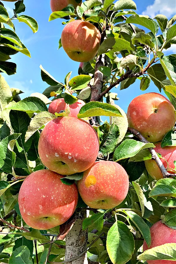 Hrmn99_Delicious_Apple_Fruit_Plant_From_Greenery_Nursery®_Well_Watered_Crispy_Apple_Plant_(Hybrid,_Pack_Of_1)