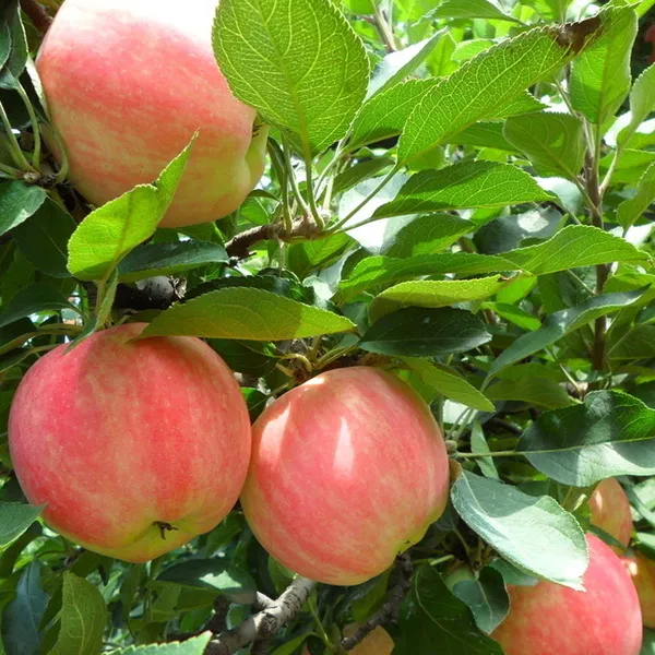 Hrmn99_Delicious_Apple_Fruit_Plant_From_Greenery_Nursery®_Well_Watered_Crispy_Apple_Plant_(Hybrid,_Pack_Of_1)