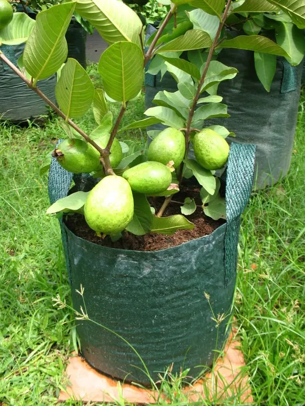 Hybrid_Guava_Fruit_Plant_&_Tree_(1.5-3.5_Ft_Hight)_For_Your_Home_Garden_Well_Watered_Guava_Plant_(Grafted,_Pack_Of_1)