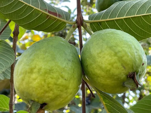 Hybrid_Guava_Fruit_Plant_&_Tree_(1.5-3.5_Ft_Hight)_For_Your_Home_Garden_Well_Watered_Guava_Plant_(Grafted,_Pack_Of_1)