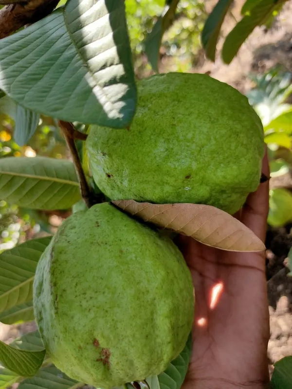 Hybrid_Guava_Fruit_Plant_&_Tree_(1.5-3.5_Ft_Hight)_For_Your_Home_Garden_Well_Watered_Guava_Plant_(Grafted,_Pack_Of_1)