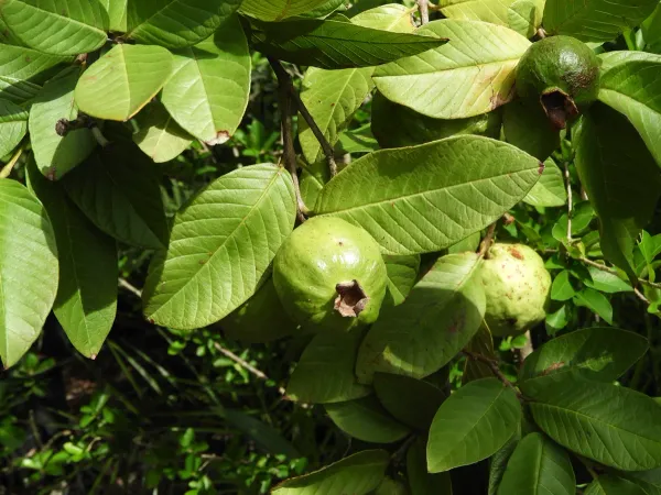 Hybrid_Guava_Fruit_Plant_&_Tree_(1.5-3.5_Ft_Hight)_For_Your_Home_Garden_Well_Watered_Guava_Plant_(Grafted,_Pack_Of_1)