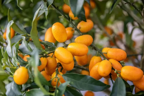 Hybrid_Kamquat_Lemon_Fruit_Plant_&_Tree_(1.5-3.5_Ft_Height)_For_Your_Sweet_Home_Garden_(Pack_Of_1)