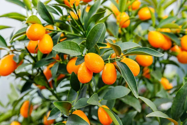 Hybrid_Kamquat_Lemon_Fruit_Plant_&_Tree_(1.5-3.5_Ft_Height)_For_Your_Sweet_Home_Garden_(Pack_Of_1)