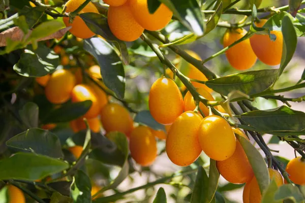 Hybrid_Kamquat_Lemon_Fruit_Plant_&_Tree_(1.5-3.5_Ft_Height)_For_Your_Sweet_Home_Garden_(Pack_Of_1)