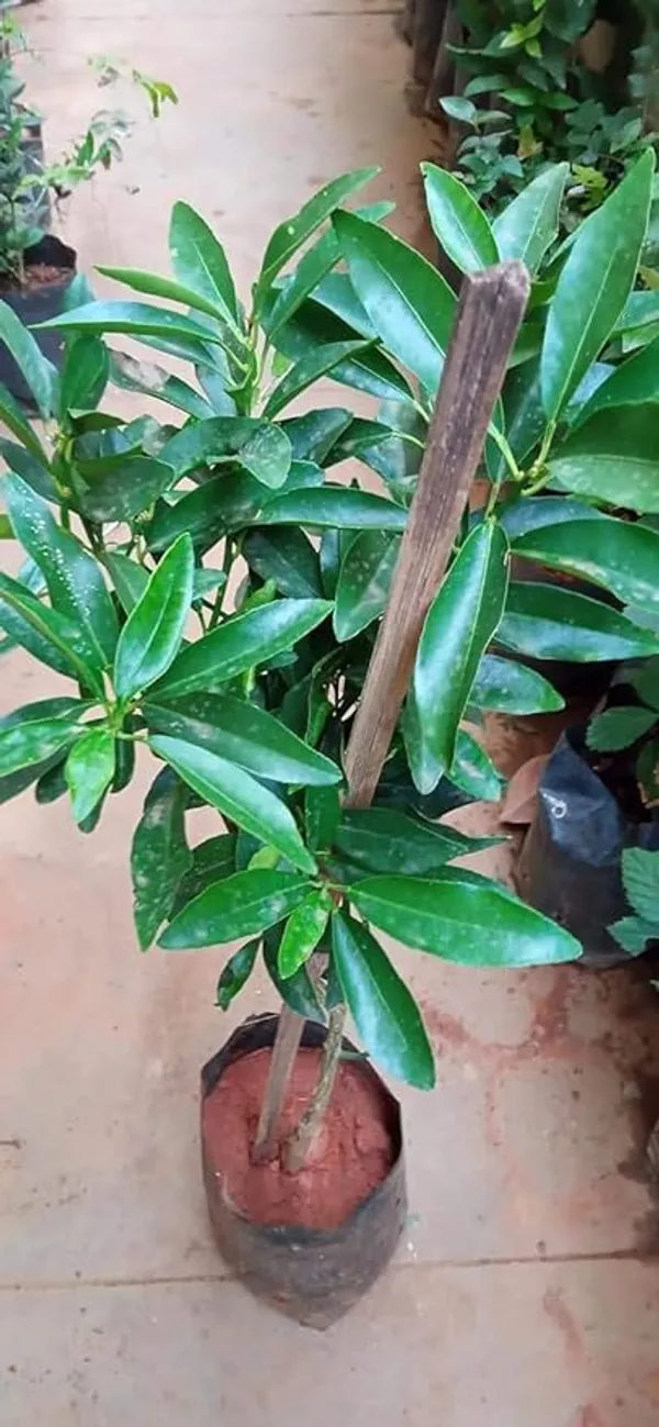 Hybrid_Kamquat_Lemon_Fruit_Plant_&_Tree_(1.5-3.5_Ft_Height)_For_Your_Sweet_Home_Garden_(Pack_Of_1)