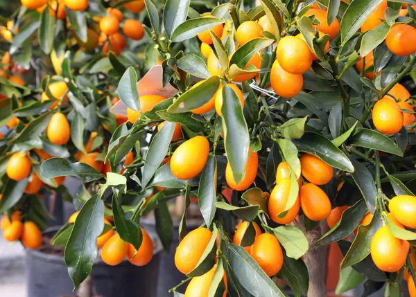 Hybrid_Kamquat_Lemon_Fruit_Plant_&_Tree_(1.5-3.5_Ft_Height)_For_Your_Sweet_Home_Garden_(Pack_Of_1)