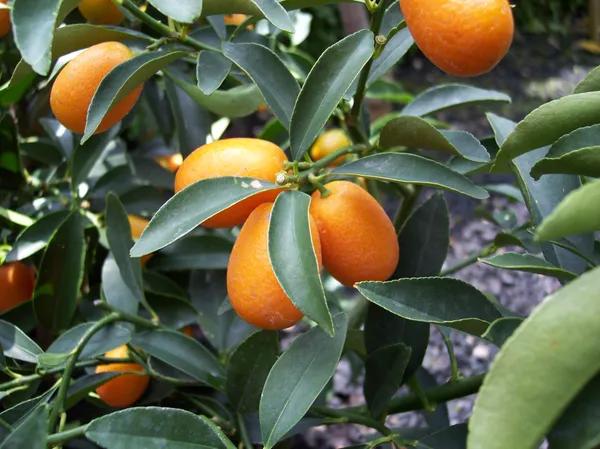 Hybrid_Kamquat_Lemon_Fruit_Plant_&_Tree_(1.5-3.5_Ft_Height)_For_Your_Sweet_Home_Garden_(Pack_Of_1)