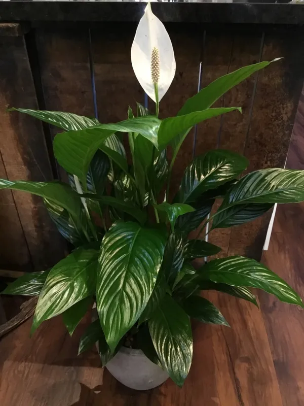 Hybrid_Peace_Lily_Flower_Plant_With_Amazing_Fragrance_For_Your_Sweet_Home_Decor/House_Plant/Indoor_Plant/Gardening,_Peace_lily_Air_Purifying_Plant_(Pack_Of_1)