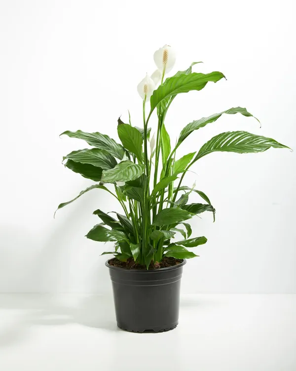 Hybrid_Peace_Lily_Flower_Plant_With_Amazing_Fragrance_For_Your_Sweet_Home_Decor/House_Plant/Indoor_Plant/Gardening,_Peace_lily_Air_Purifying_Plant_(Pack_Of_1)
