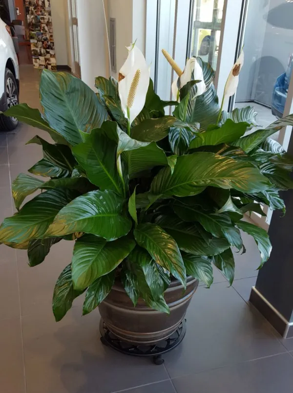 Hybrid_Peace_Lily_Flower_Plant_With_Amazing_Fragrance_For_Your_Sweet_Home_Decor/House_Plant/Indoor_Plant/Gardening,_Peace_lily_Air_Purifying_Plant_(Pack_Of_1)