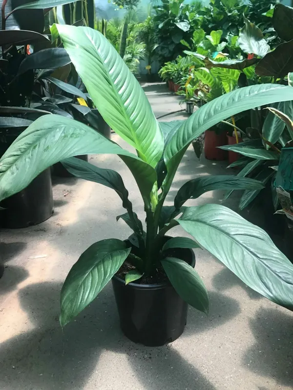 Hybrid_Peace_Lily_Flower_Plant_With_Amazing_Fragrance_For_Your_Sweet_Home_Decor/House_Plant/Indoor_Plant/Gardening,_Peace_lily_Air_Purifying_Plant_(Pack_Of_1)