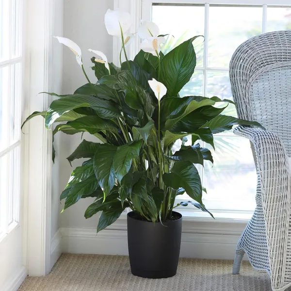 Hybrid_Peace_Lily_Flower_Plant_With_Amazing_Fragrance_For_Your_Sweet_Home_Decor/House_Plant/Indoor_Plant/Gardening,_Peace_lily_Air_Purifying_Plant_(Pack_Of_1)