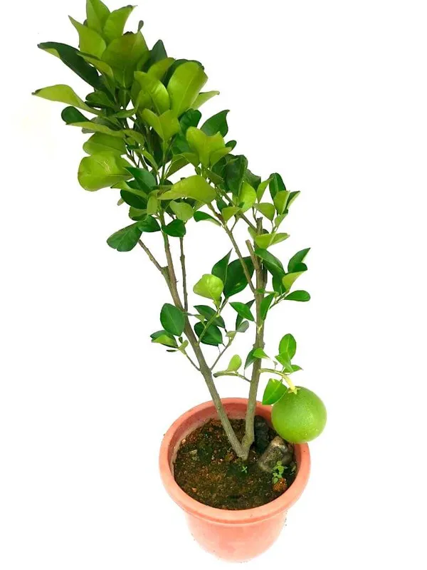 Hybrid_Pomelo_Plant_&_Tree_For_Home_Garden_(1.5-3.5_Ft_Hight)_Pomelo_Good_For_Health_(Grafted_Plant,_Pack_Of_1)