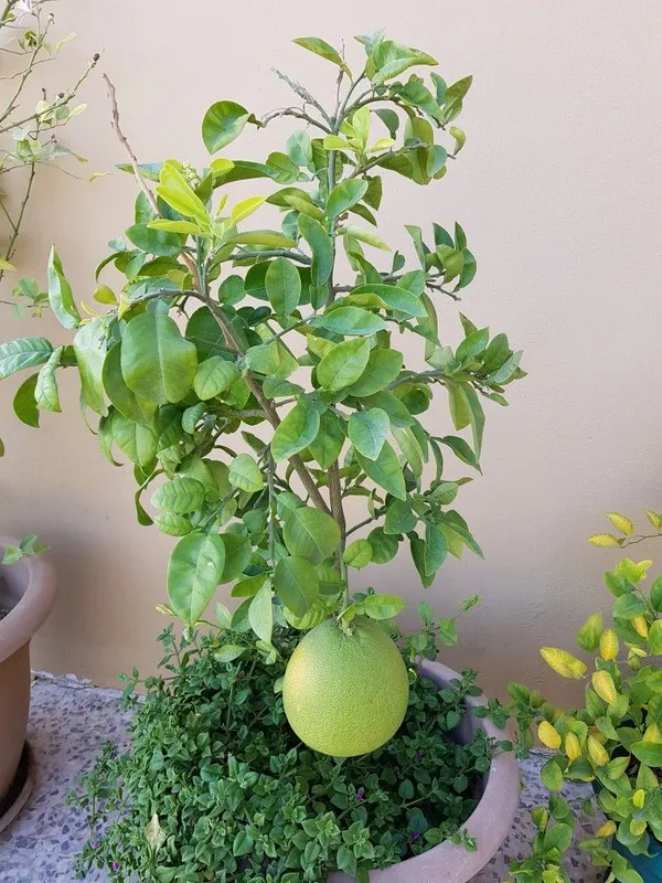 Hybrid_Pomelo_Plant_&_Tree_For_Home_Garden_(1.5-3.5_Ft_Hight)_Pomelo_Good_For_Health_(Grafted_Plant,_Pack_Of_1)