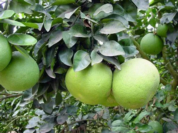 Hybrid_Pomelo_Plant_&_Tree_For_Home_Garden_(1.5-3.5_Ft_Hight)_Pomelo_Good_For_Health_(Grafted_Plant,_Pack_Of_1)