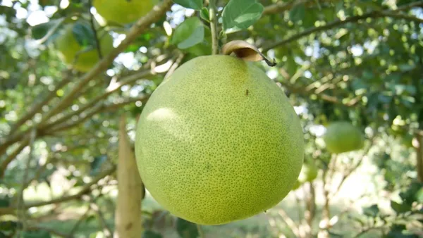 Hybrid_Pomelo_Plant_&_Tree_For_Home_Garden_(1.5-3.5_Ft_Hight)_Pomelo_Good_For_Health_(Grafted_Plant,_Pack_Of_1)
