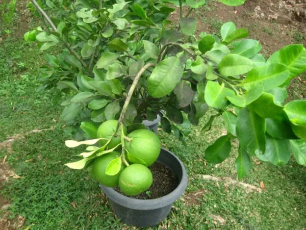 Hybrid_Pomelo_Plant_&_Tree_For_Home_Garden_(1.5-3.5_Ft_Hight)_Pomelo_Good_For_Health_(Grafted_Plant,_Pack_Of_1)