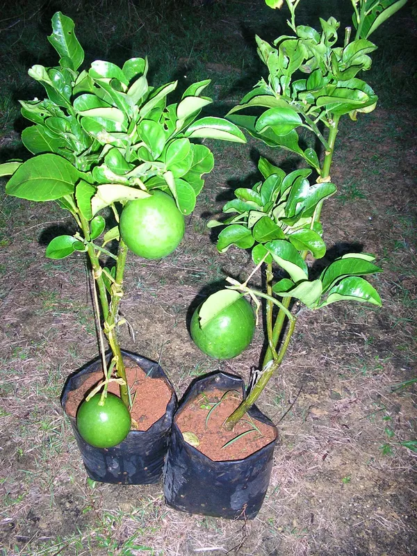 Hybrid_Pomelo_Plant_&_Tree_For_Home_Garden_(1.5-3.5_Ft_Hight)_Pomelo_Good_For_Health_(Grafted_Plant,_Pack_Of_1)