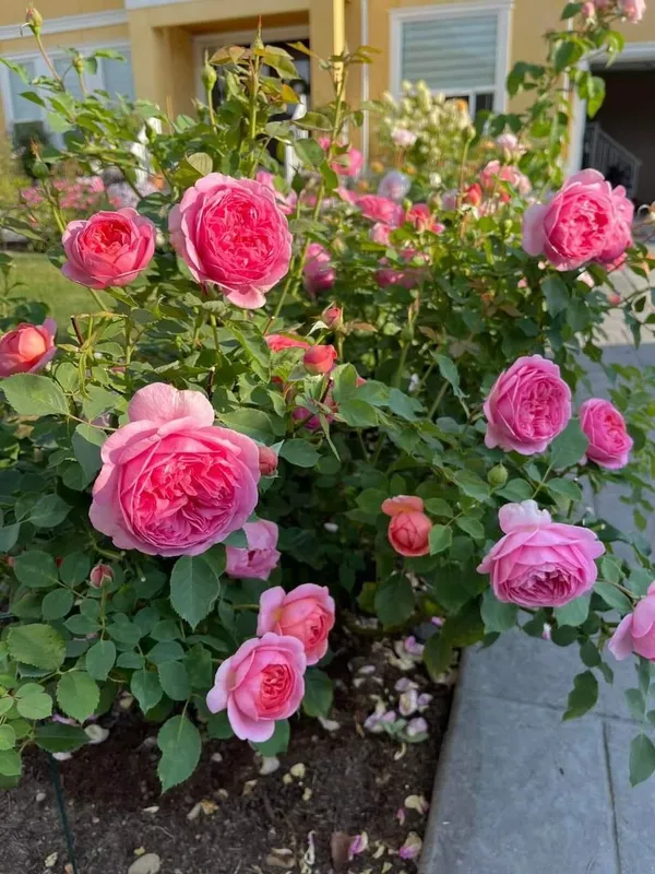 Hybrid_Rose_Plant_–_High-Quality_Grafted_Rose_Bush_with_Buds_|_Long-Lasting_Fragrant_Flowers