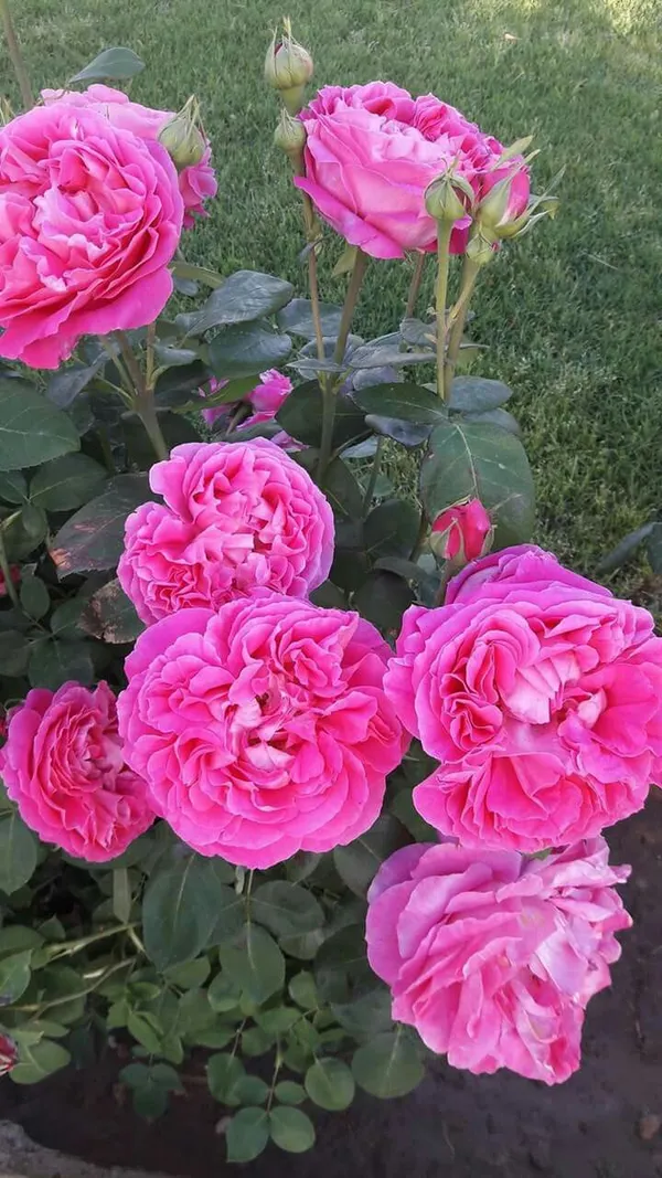 Hybrid_Rose_Plant_–_High-Quality_Grafted_Rose_Bush_with_Buds_|_Long-Lasting_Fragrant_Flowers