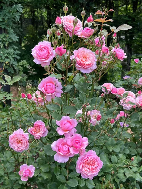 Hybrid_Rose_Plant_–_High-Quality_Grafted_Rose_Bush_with_Buds_|_Long-Lasting_Fragrant_Flowers