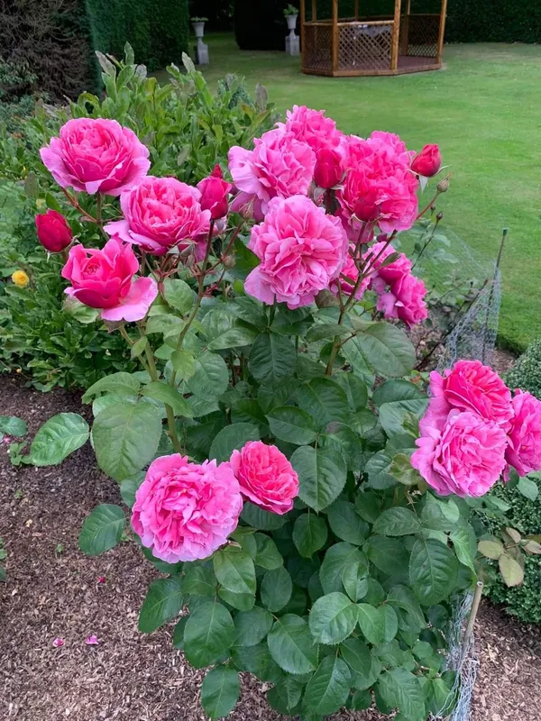 Hybrid_Rose_Plant_–_High-Quality_Grafted_Rose_Bush_with_Buds_|_Long-Lasting_Fragrant_Flowers