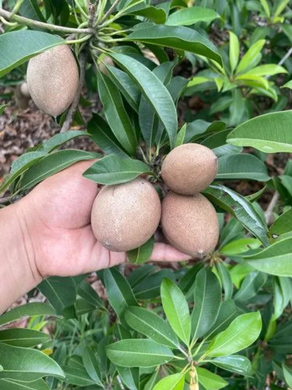 Hybrid_Sapota/Chiku_Hardy_Plant_(1.5-3.5_Ft_Height)_for_Your_Home_Garden,_Pack_Of_1