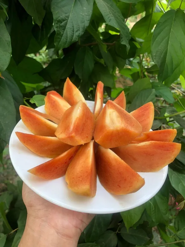 Hybrid_Sapota/Chiku_Hardy_Plant_(1.5-3.5_Ft_Height)_for_Your_Home_Garden,_Pack_Of_1