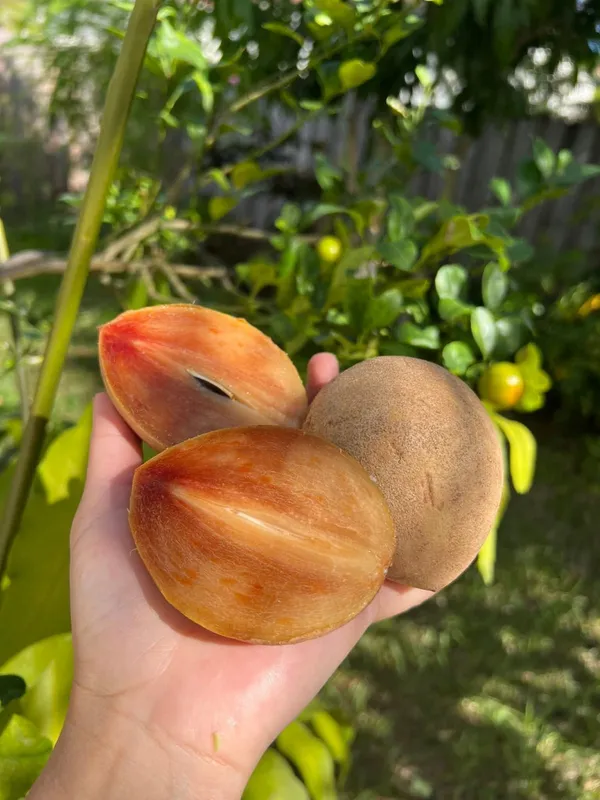 Hybrid_Sapota/Chiku_Hardy_Plant_(1.5-3.5_Ft_Height)_for_Your_Home_Garden,_Pack_Of_1
