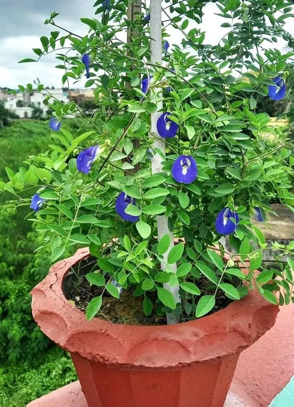 Aparajita_Blue_Flower_Plant_(1.5-3.5_Ft_Height)_For_Shrub/Bush/Home_Garden,_Pack_Of_1