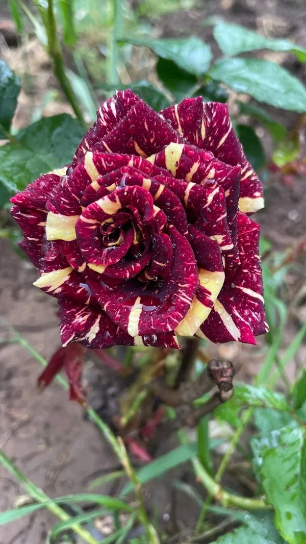 Iconic_Abracadabra_Rose_Low-Maintenance_Flowering_Plant_for_Pots,_Terrace_&_Outdoor_Garden_(Pack_Of_1)