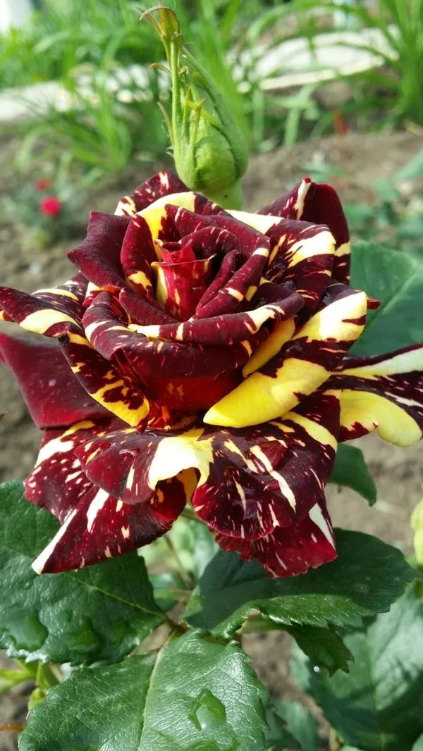 Iconic_Abracadabra_Rose_Low-Maintenance_Flowering_Plant_for_Pots,_Terrace_&_Outdoor_Garden_(Pack_Of_1)