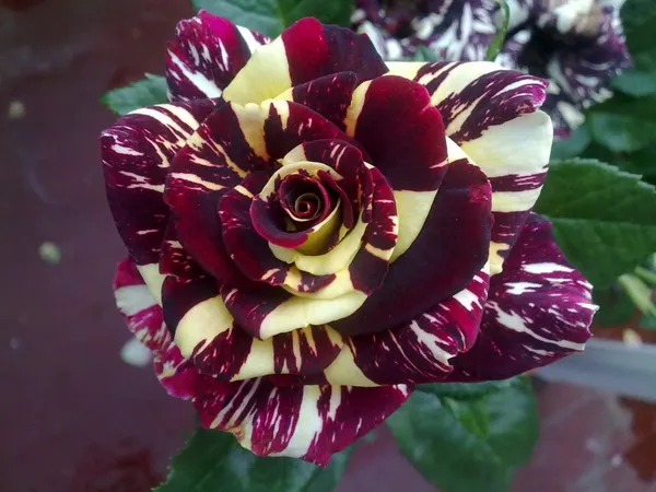 Iconic_Abracadabra_Rose_Low-Maintenance_Flowering_Plant_for_Pots,_Terrace_&_Outdoor_Garden_(Pack_Of_1)