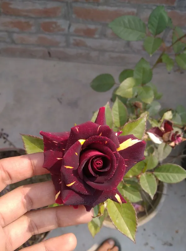 Iconic_Abracadabra_Rose_Low-Maintenance_Flowering_Plant_for_Pots,_Terrace_&_Outdoor_Garden_(Pack_Of_1)