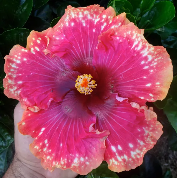 Iconic_Hidden_Valley_Hibiscus_Flower_Plant_&_Tree_(1.5-3.5_Ft_Height)_Pack_Of_1