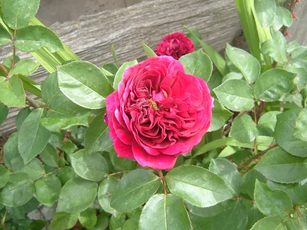 Iconic_Red_Rose_Flower_Plant_&_Tree_(1.5-3.5_Ft_Height)_For_Your_Sweet_Home_Garden,_Pack_Of_1