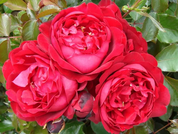 Iconic_Red_Rose_Flower_Plant_&_Tree_(1.5-3.5_Ft_Height)_For_Your_Sweet_Home_Garden,_Pack_Of_1