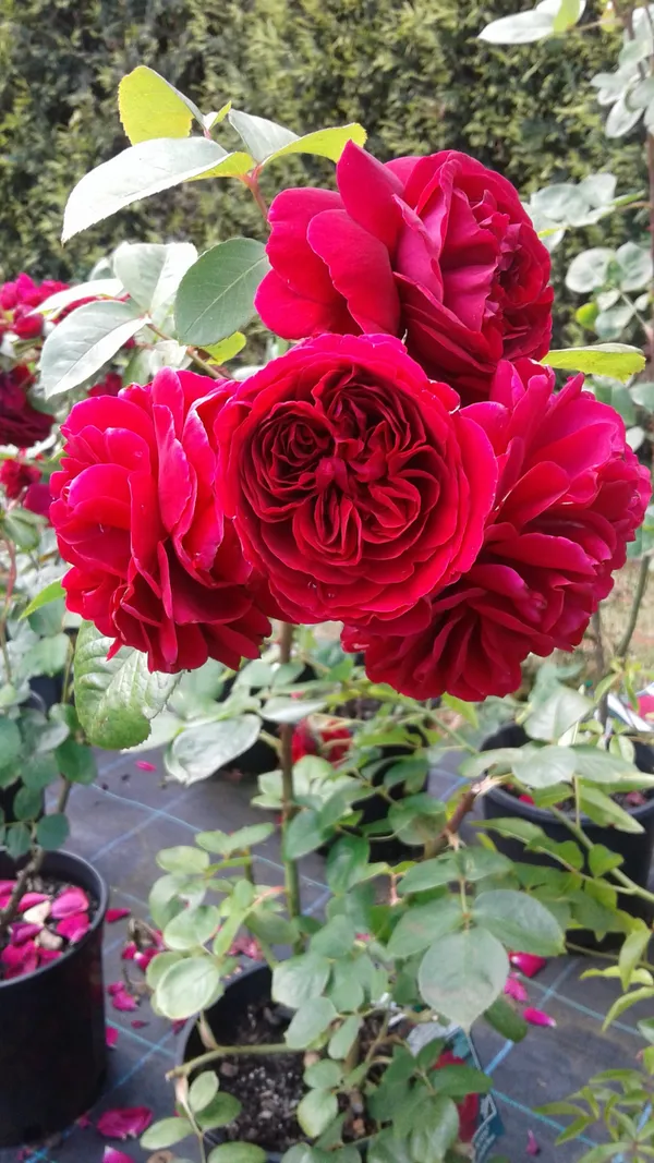 Greenery Nursery Iconic Red Rose Flower Plant & Tree (1.5-3.5 Ft