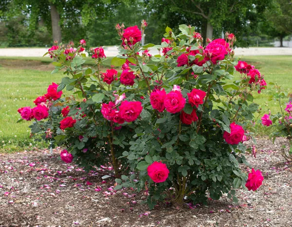 Iconic_Red_Rose_Flower_Plant_&_Tree_(1.5-3.5_Ft_Height)_For_Your_Sweet_Home_Garden,_Pack_Of_1