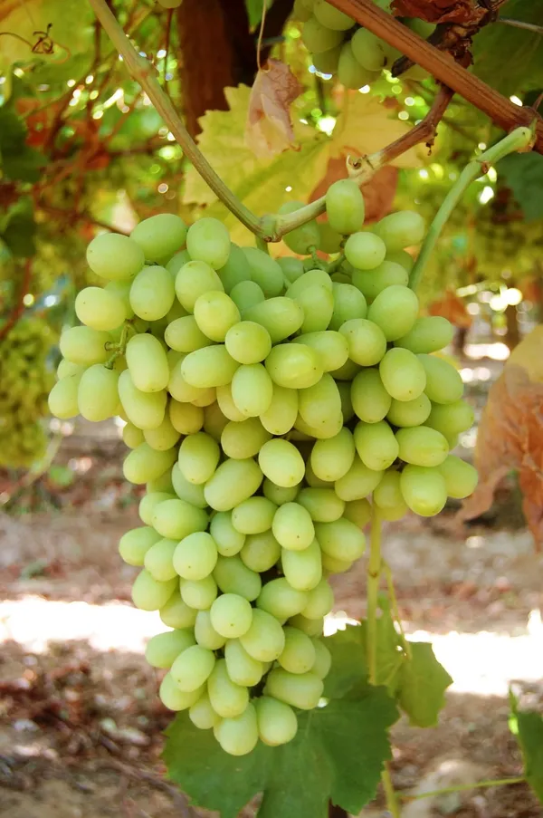 Indian_Green_Grapes_Fruit_Shrub_Plant_&_Tree_For_Home_Garden_(1.5-3.5_Ft_Height)_Pack_Of_1