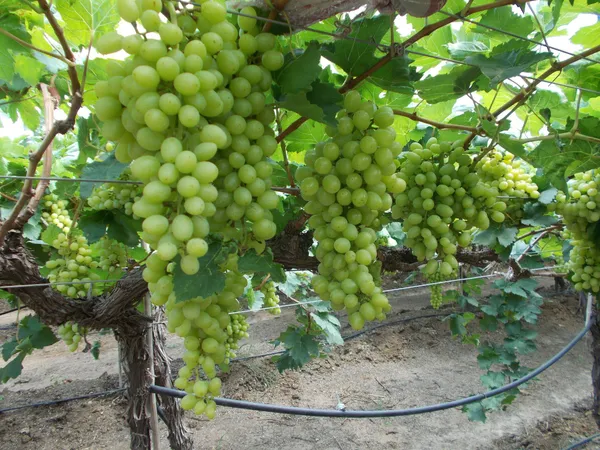 Indian_Green_Grapes_Fruit_Shrub_Plant_&_Tree_For_Home_Garden_(1.5-3.5_Ft_Height)_Pack_Of_1