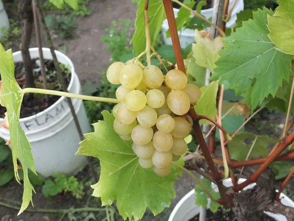 Indian_Green_Grapes_Fruit_Shrub_Plant_&_Tree_For_Home_Garden_(1.5-3.5_Ft_Height)_Pack_Of_1